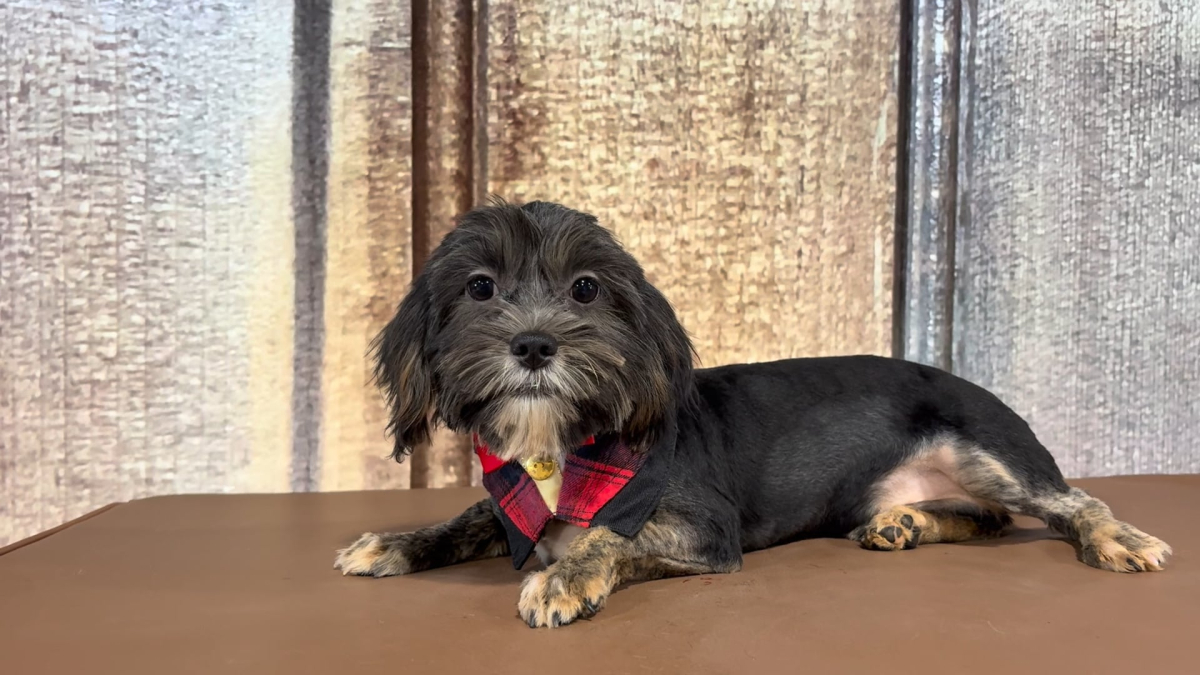 Teacup Yorkiepoo M 5849