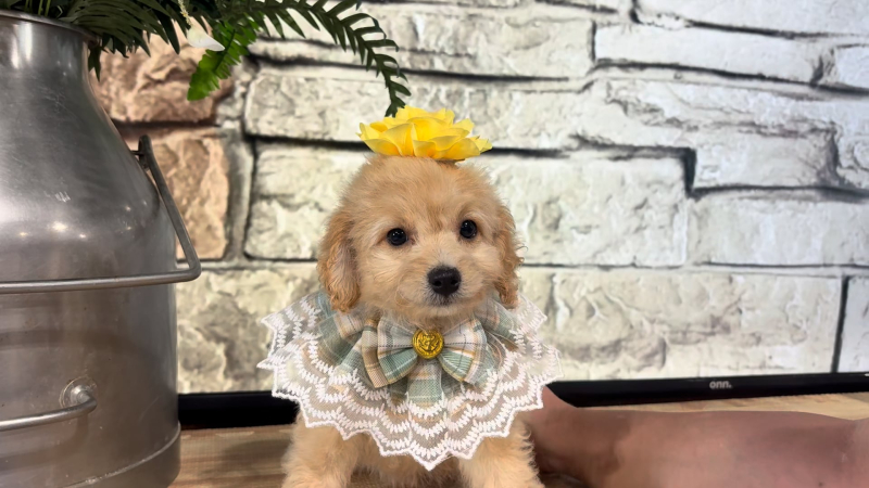 Mini Goldendoodle Fancy F 4968
