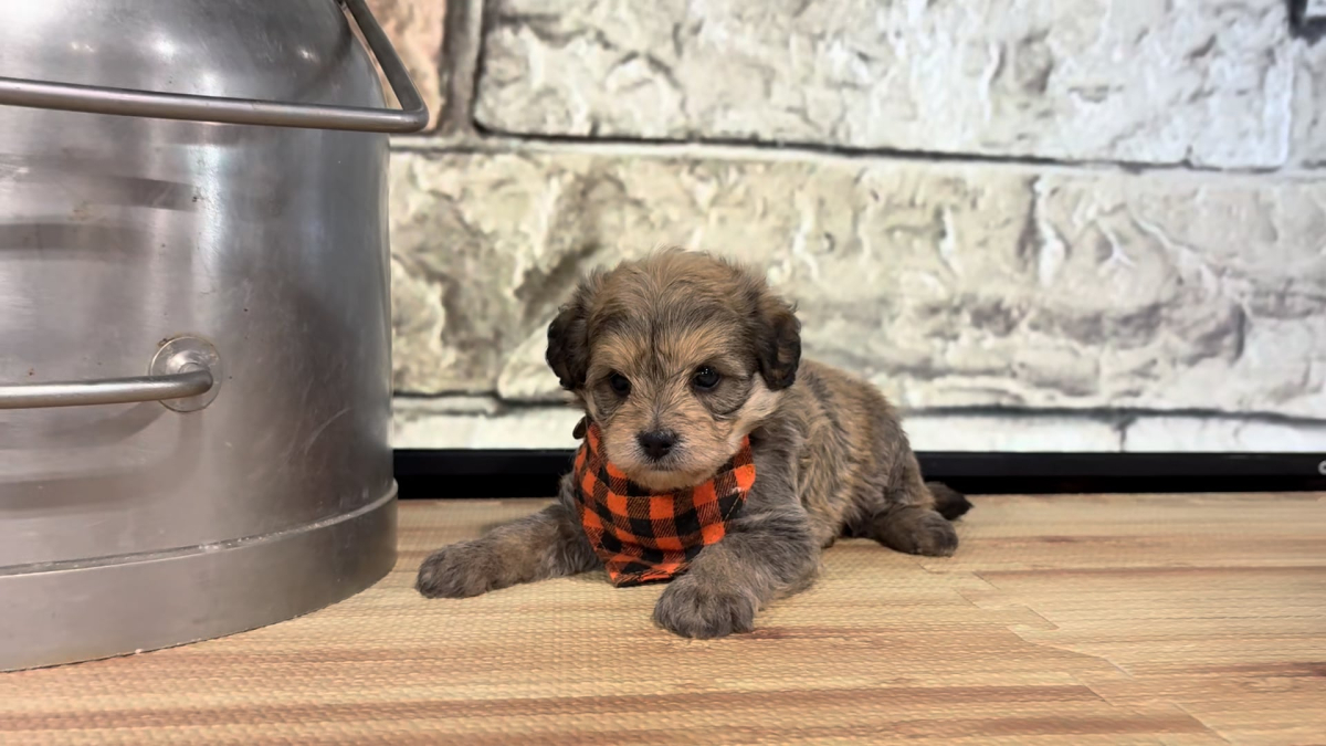 Yorkiepoo M 4781