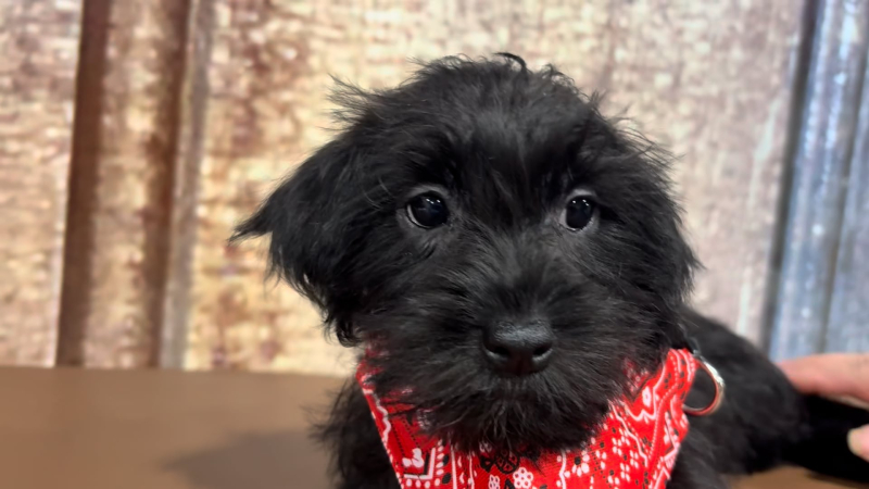 Teacup Shihpoo M 4858