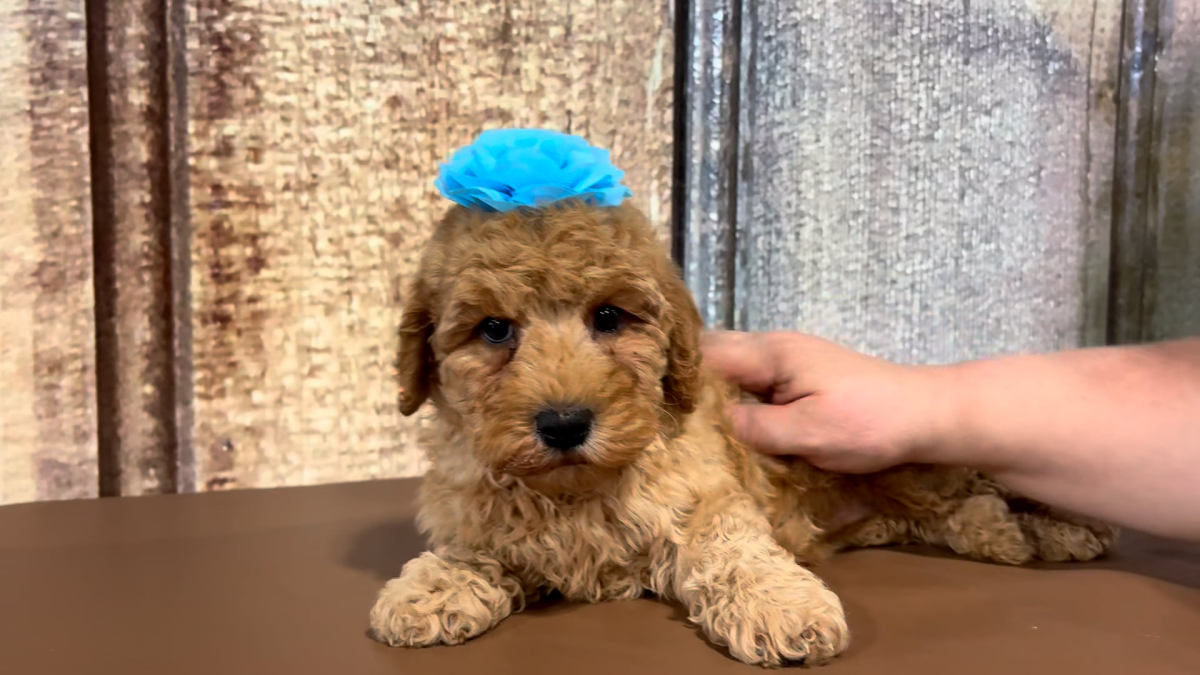 Med F1B Goldendoodle F 2217