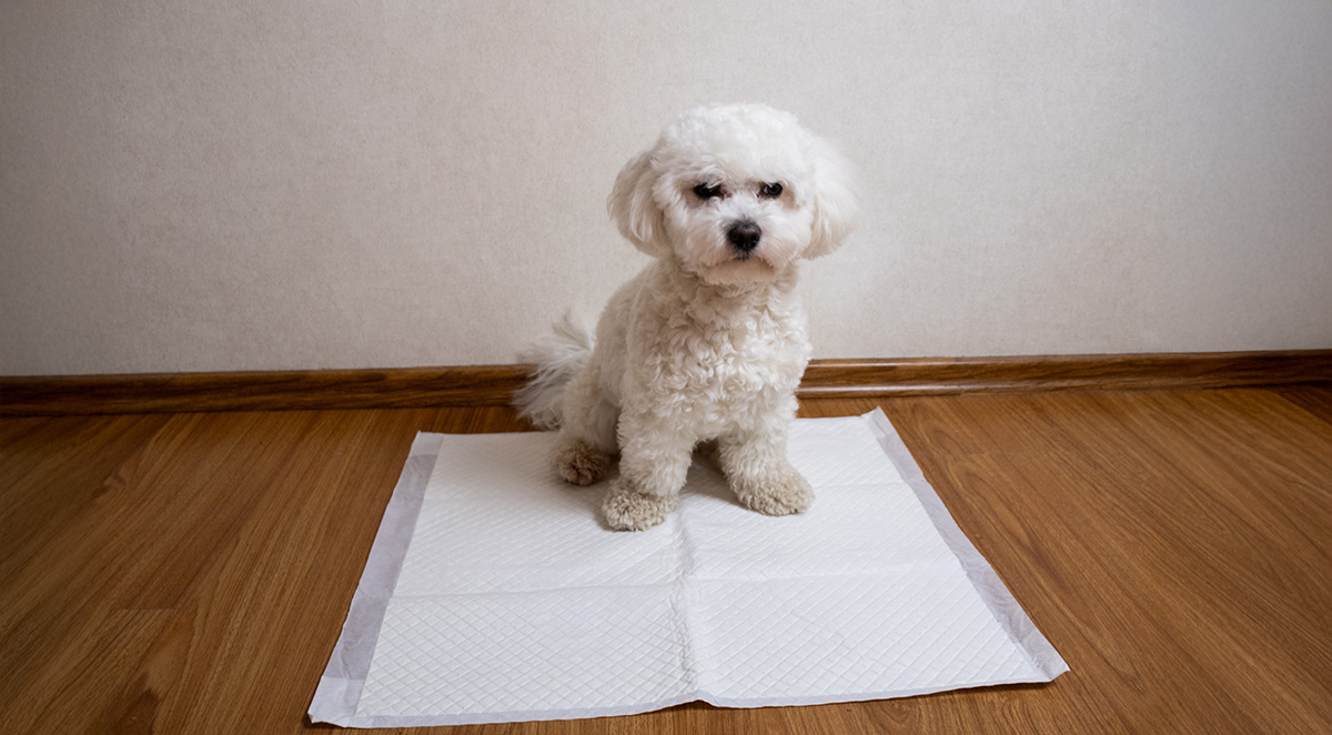The Complete Guide to Housebreaking Your Designer Breed Puppy