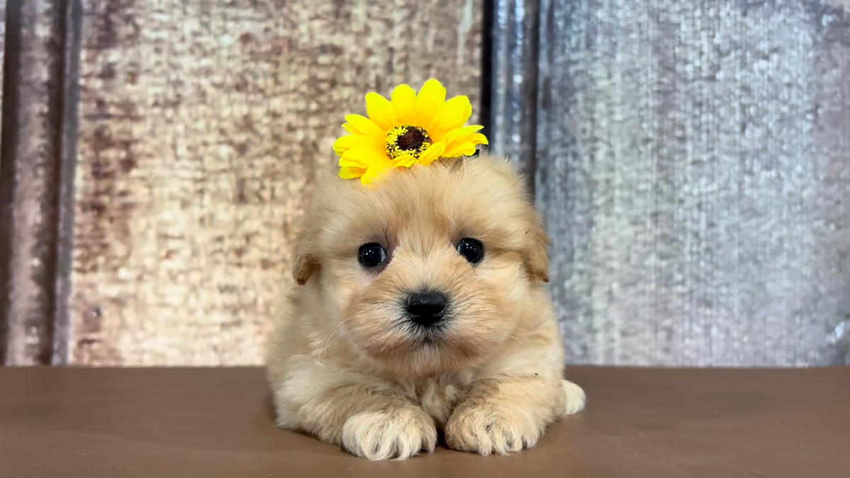Teacup Maltipoo F 2168