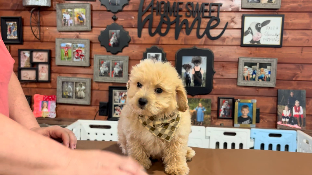Maltipoo M 4885