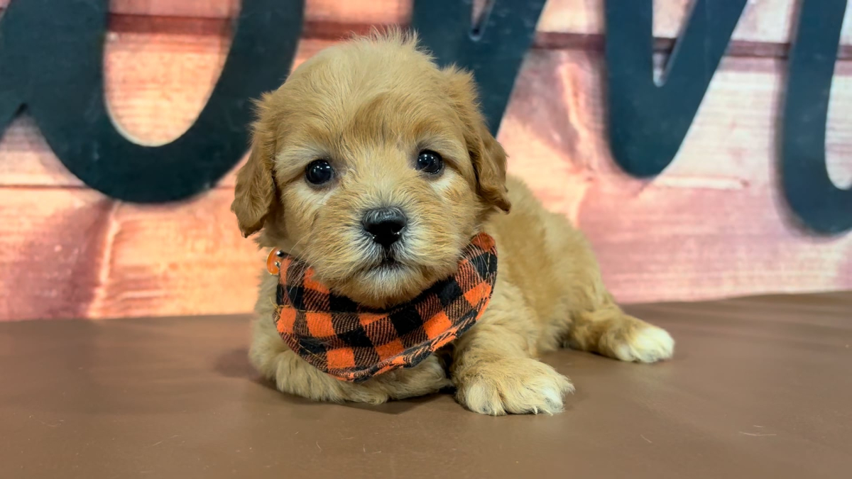 Maltipoo M 5078
