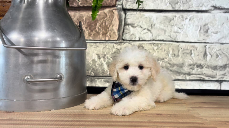 Maltipoo M 4710