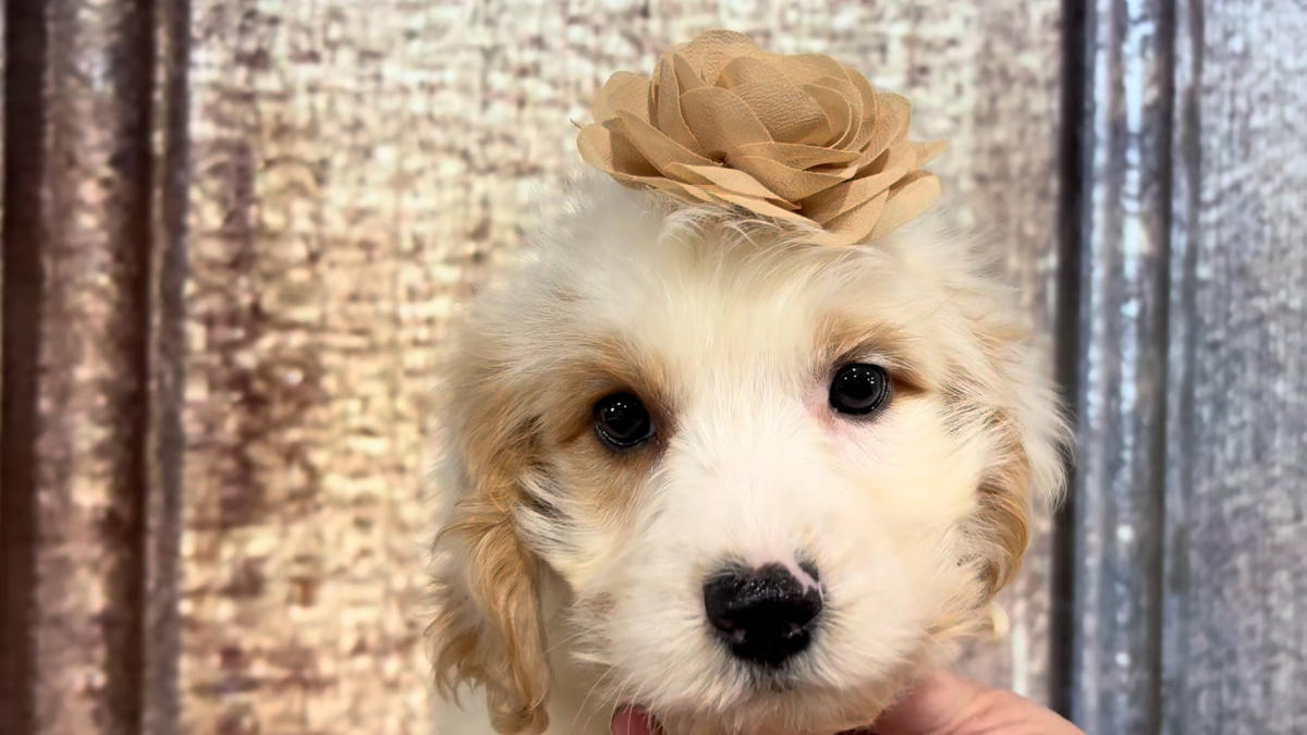 Cavapoo F 4948