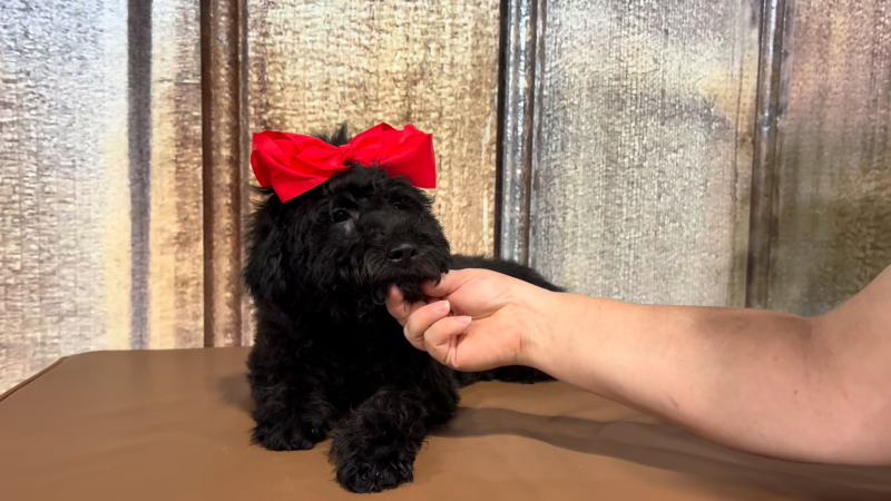 Min Aussiedoodle F1B F 2304