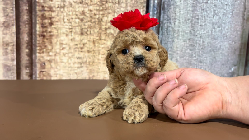 Teacup Cavamoo F 2210