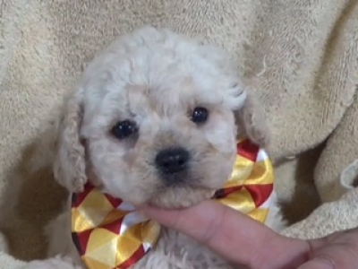 Cavapoo male 2063 a lover!