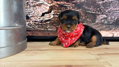 Yorkshire Terrier M 9295
