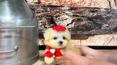 Imperial Teddy Bear F 9387