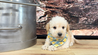 Teddypoo (Malshipoo) Peaches &amp; Creme M 9382