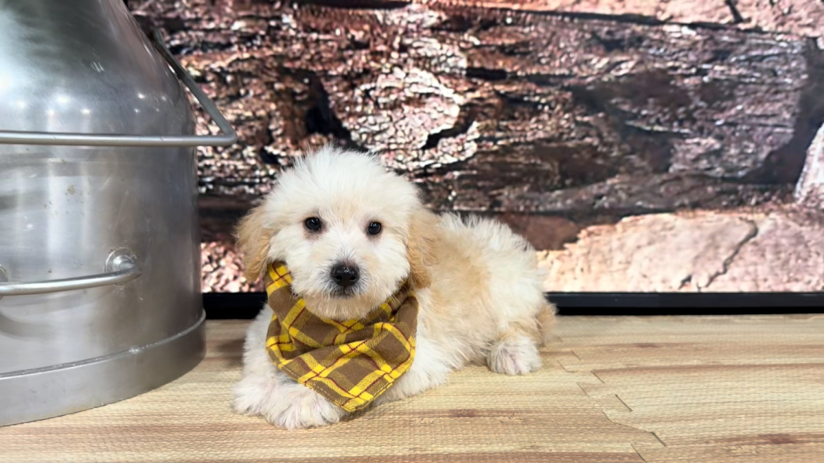Teddypoo (Malshipoo) Peaches &amp; Creme M 9382