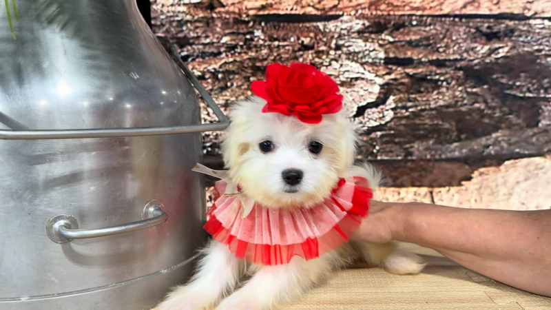 Tiny Imperial Teddy Bear (Malshipoo) F 9399