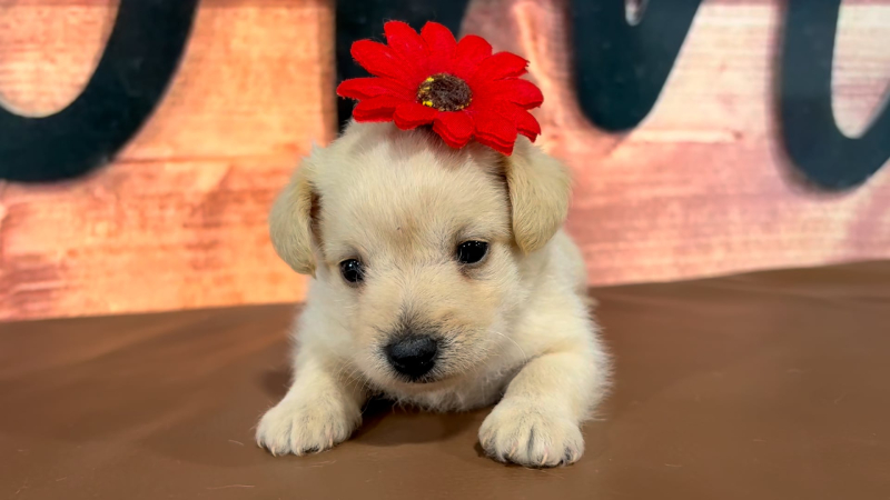 Teddypoo F 4975