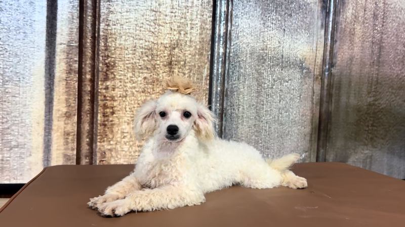 Toy Cavadoodle F 6844