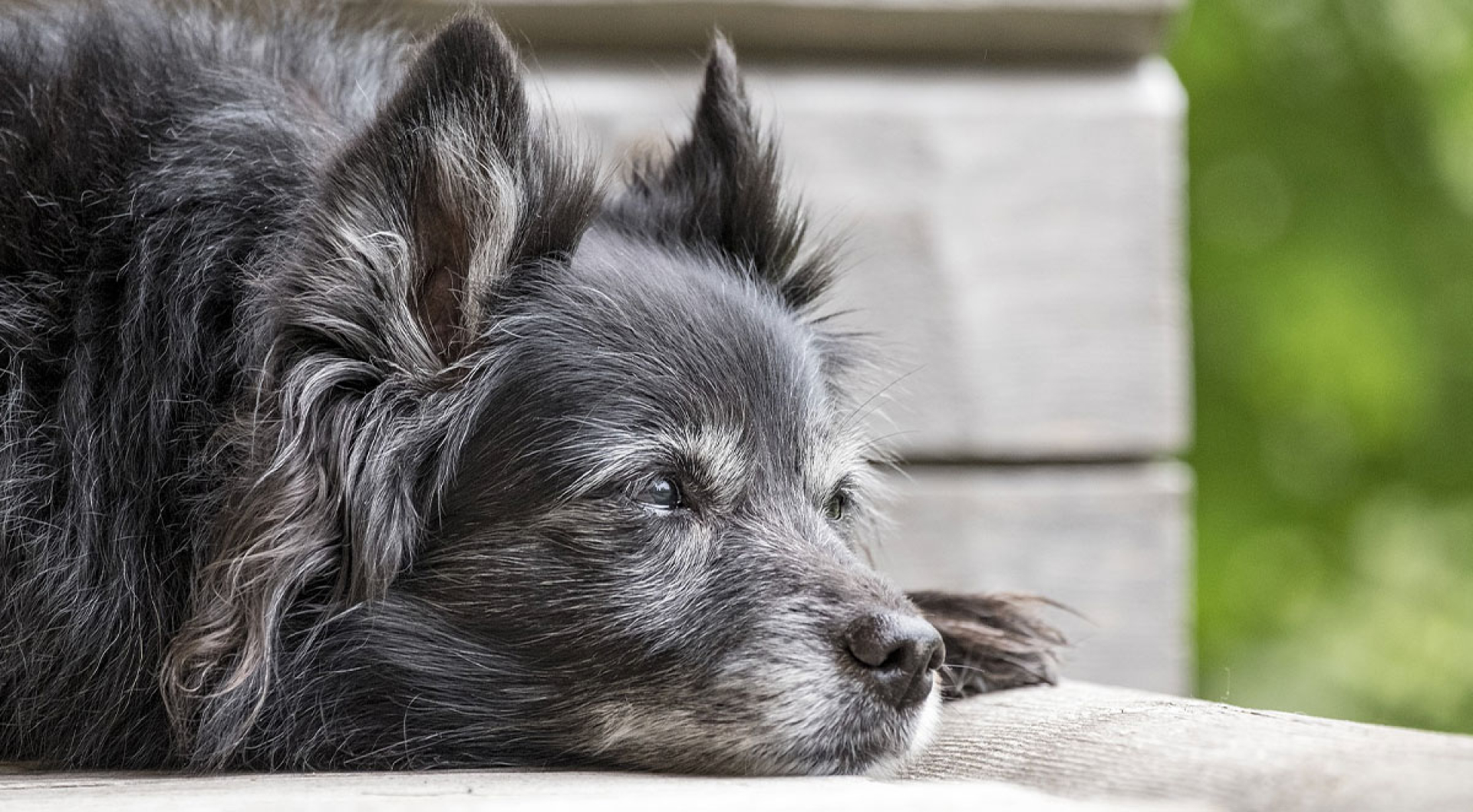 How to Help Your Dog Age Gracefully