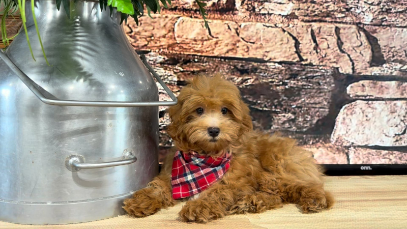 Rare Ultra Red Maltipoo M 4790