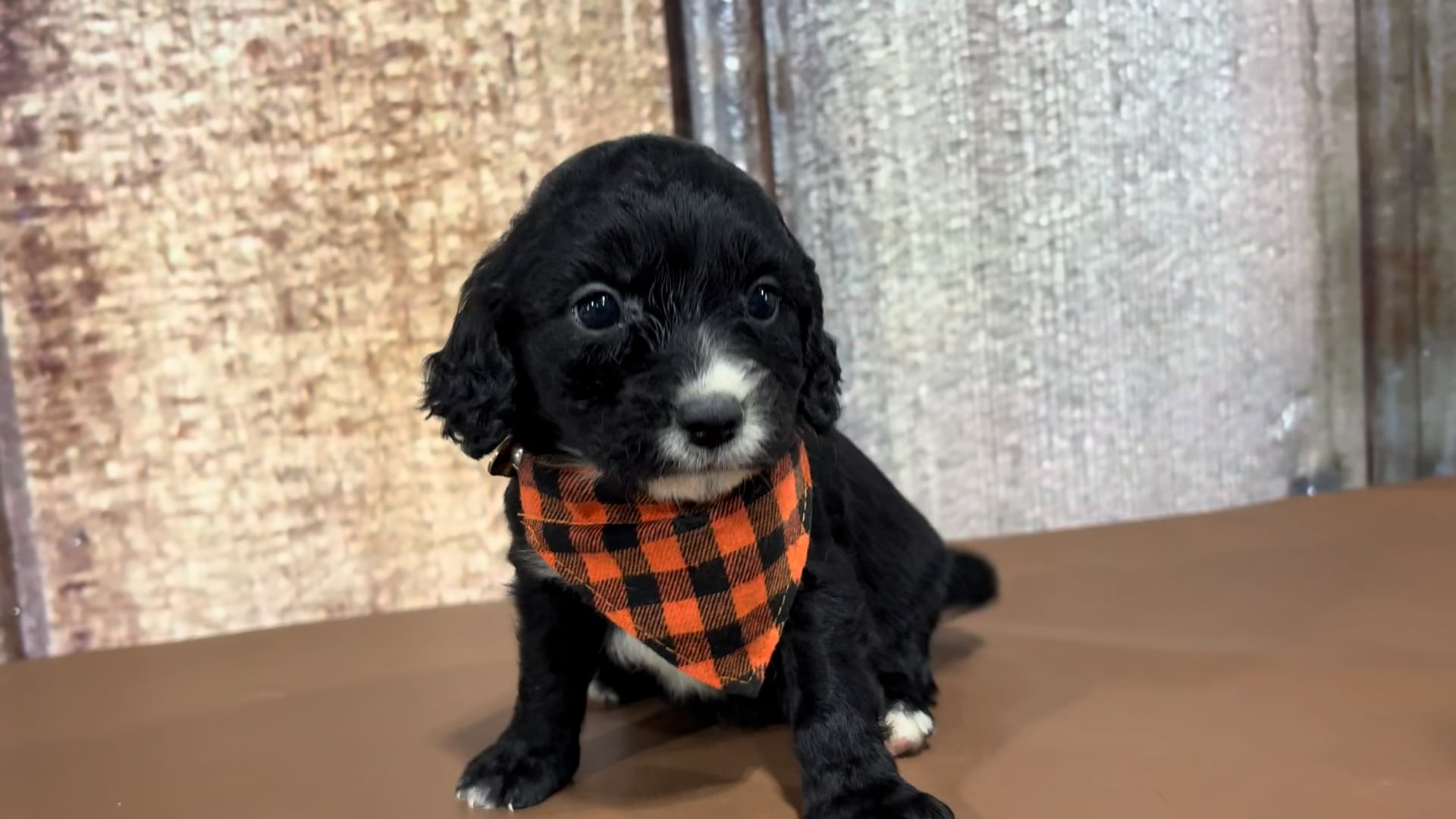 Paw Tale Puppies | Teddy Bear Puppies Pa | Pickles, image size:1920x1080