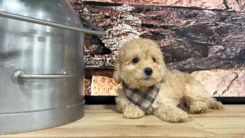 Maltipoo M 8919