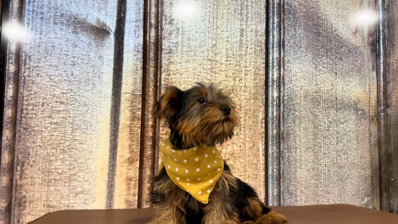 Teacup Yorkshire Terrier M 2303