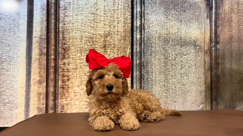 Med F1B Goldendoodle F 2217