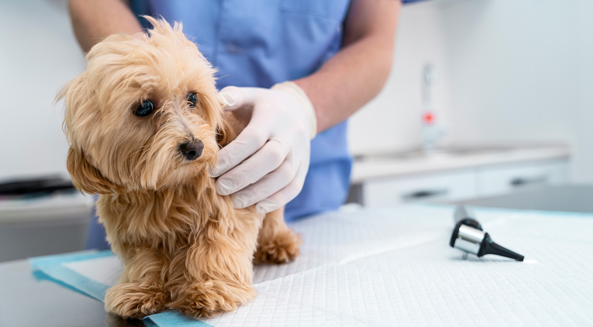 Importance Of Wellness Visits For Dogs