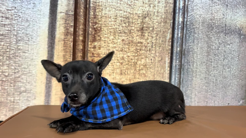 Teacup Chihuahua Fiest M 5906