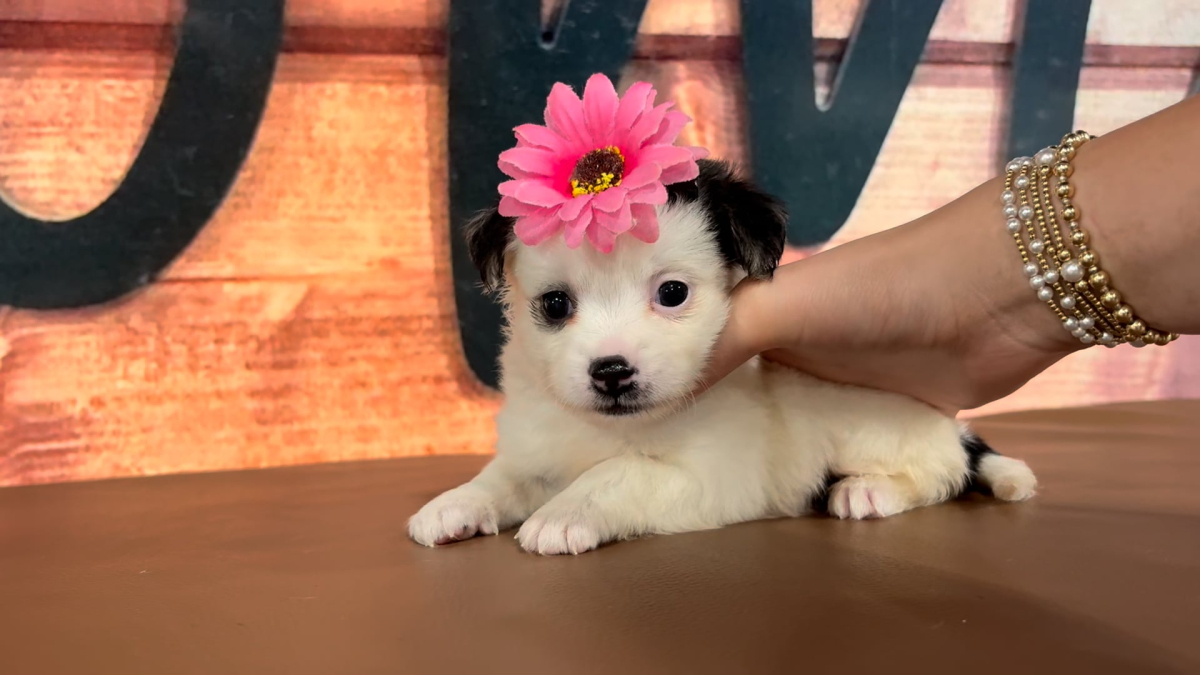 Healthy Pups - Chihuahua F 4780