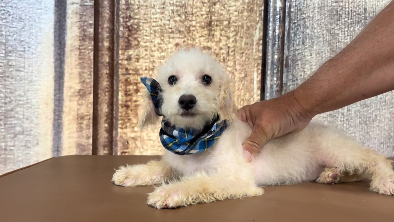 Teacup Morkiepoo M 3608