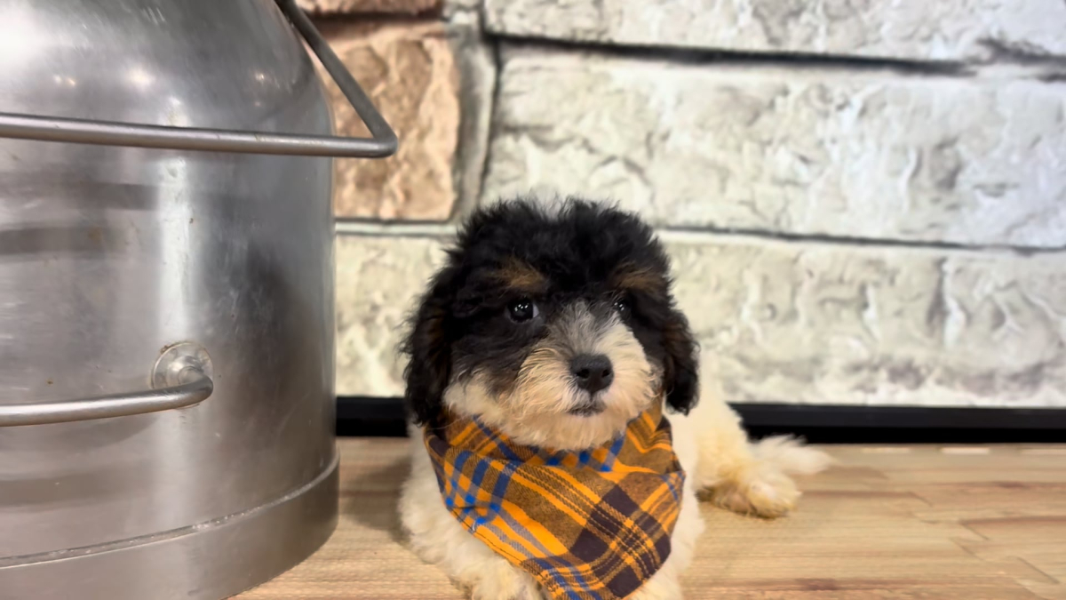 Maltipoo M 4784