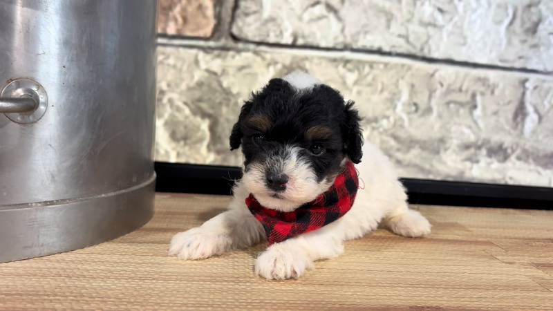 Maltipoo M 4784