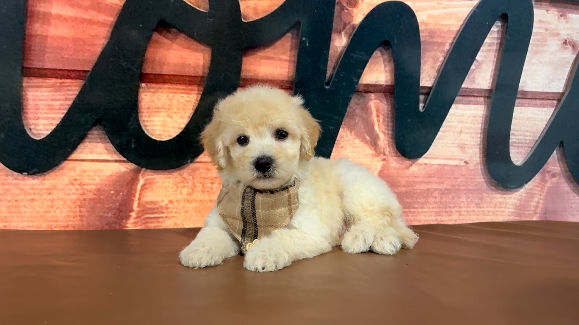 Healthy Pups - Maltipoo M 4717
