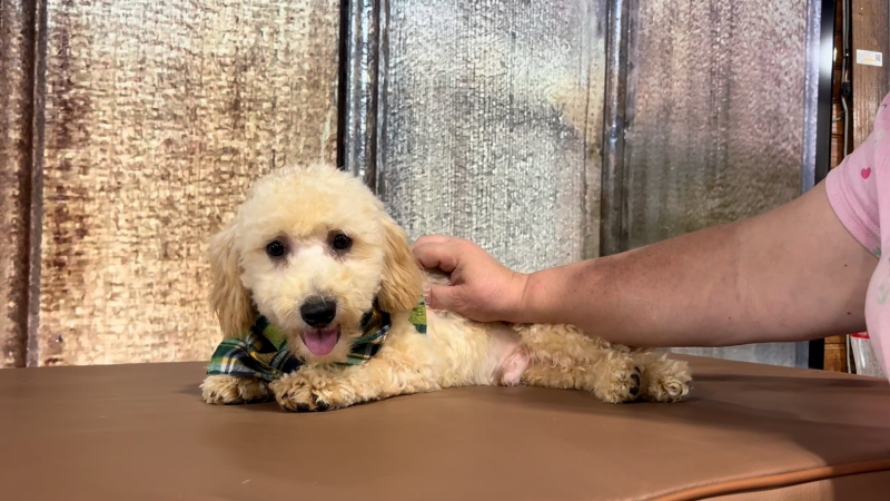 Teacup Cavamoo M 5712