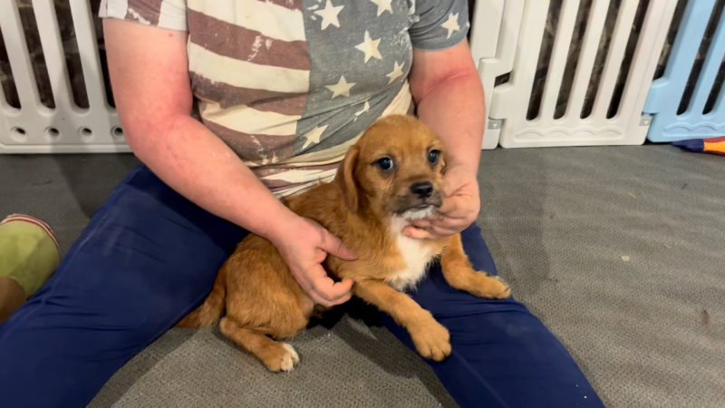 Poogle (Poodle X Puggle) F 4958