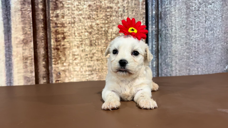 Shichon Teddy Bear F 2284