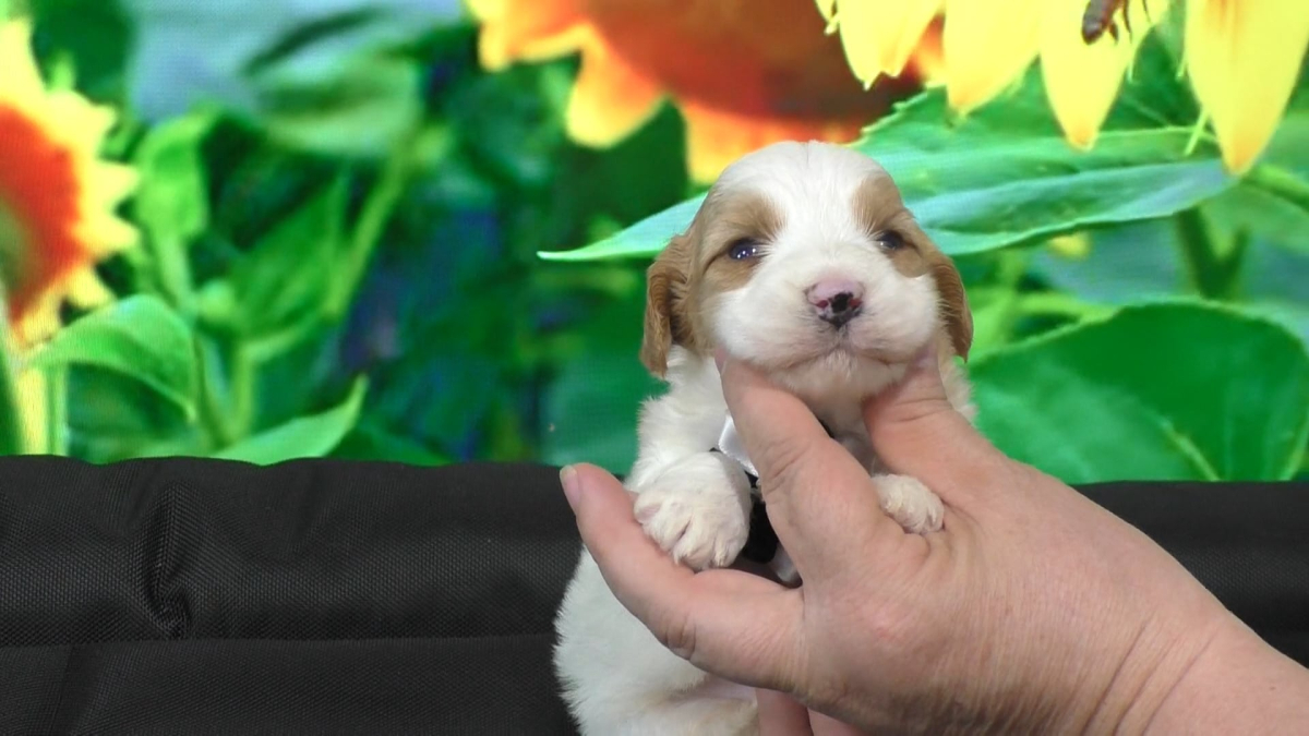 The Impact of Genetics on Dog Health and Intelligence