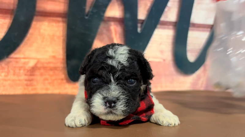 Malshipoo M 4706