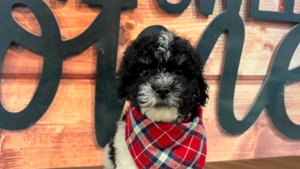 Healthy Pups - Malshipoo M 4706