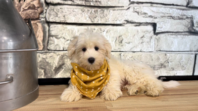 Teddypoo M 4973