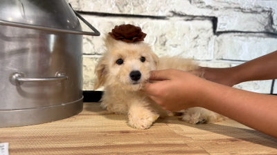 Mini Goldendoodle Fancy F 4968