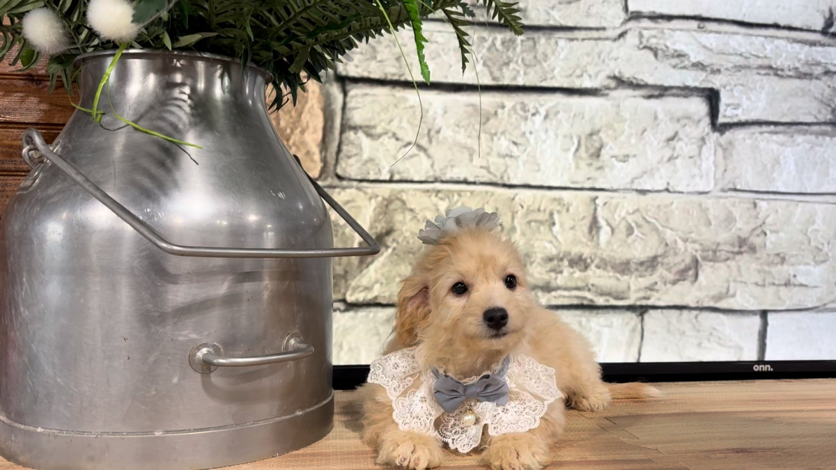 Mini Goldendoodle Fancy F 4968