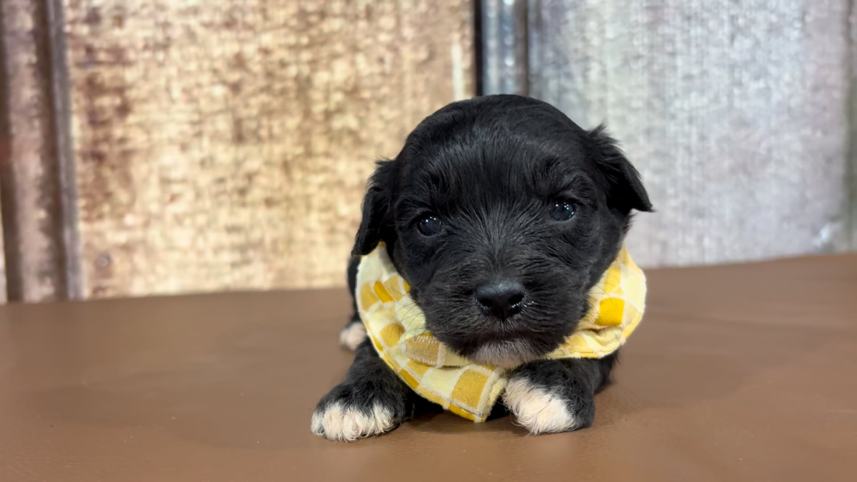 Shichon Teddy Bear M 2285