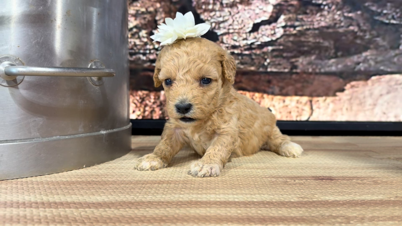 Mini Goldendoodle Fancy Apricot F 8902
