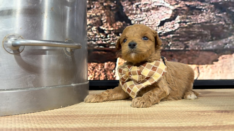 Mini Goldendoodle Ultra Red M 8915