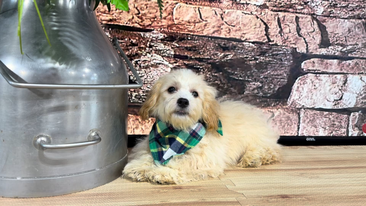 Malshipoo M 4711