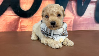 Maltipoo M 4964