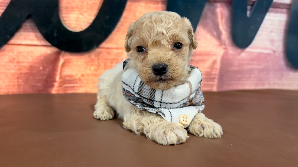 Maltipoo M 4964