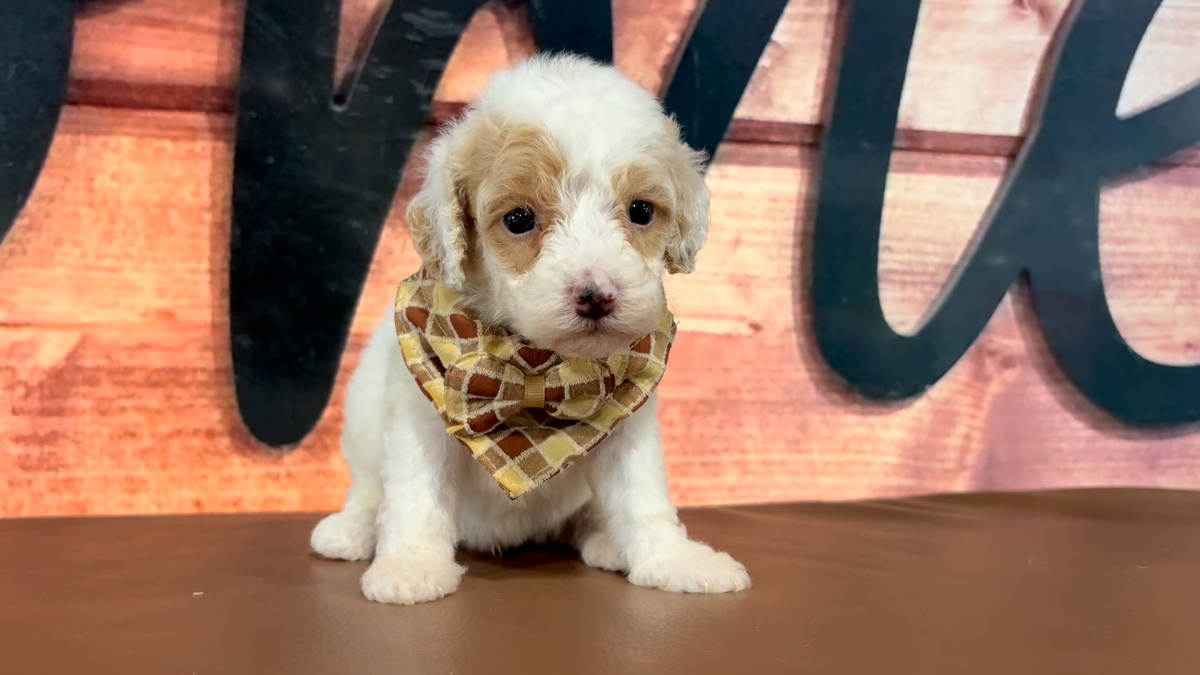 Mini Goldendoodle M 4767